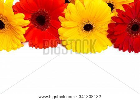 Yellow And Red Gerbara Flowers On White Background