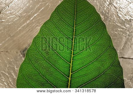 Close Up Of Sacred Fig Leaf(ficus Religiosa) Isolated On Silwer Textured Background.saecred Fig Leaf