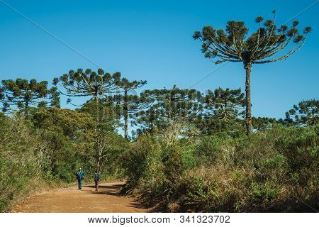 Cambara Do Sul, Brazil - July 16, 2019. People Hiking On Pathway Through Forest At Aparados Da Serra