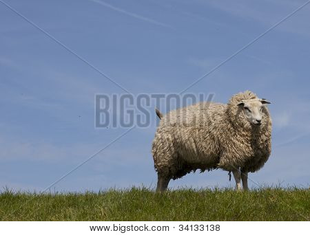 pecora