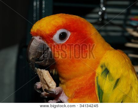 태양 Conure 간식을