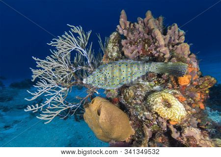 Scrawled Filefish (aluterus Scriptus) Swimming Over A Coral Reef - Cozumel, Mexico