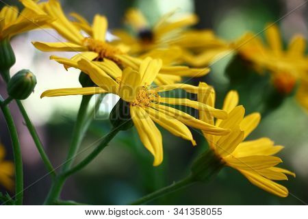 The Ligularis Dentata Plentifully Blossoms Yellow Bright Flowers.