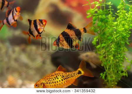 Tiger Barbs Or Sumatra Barbs (puntius Tetrazona) In A Home Decorative Aquarium - Bright Tropical Fis