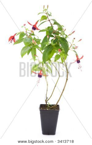 Fiore fucsia