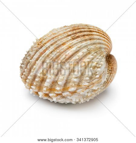 Single whole fresh closed prickly cockle isolated on white background