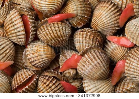 Fresh Prickly cockles with an extending long foot full frame, close up