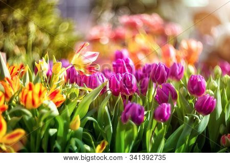 Beautiful Spring Flowers - Pink Tulips On A Blurred Background With Bokeh