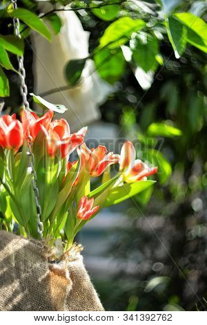 Beautiful Spring Flowers - Red Tulips On A Blurred Background With Bokeh