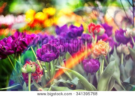 Beautiful Spring Flowers - Multi-colored Tulips On A Blurred Background With Bokeh