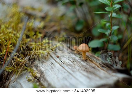 Small Mushrooms Growing On A Rotting Mossy Log In The Forest