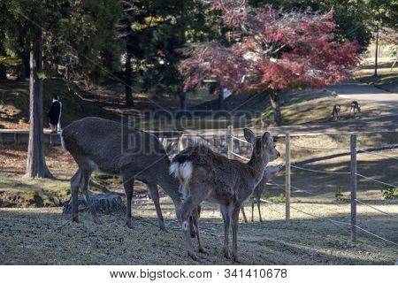 Young Deers In The Park Nara Park. Nara Kpark Is A Large Park In Central Nara And It Is The Location