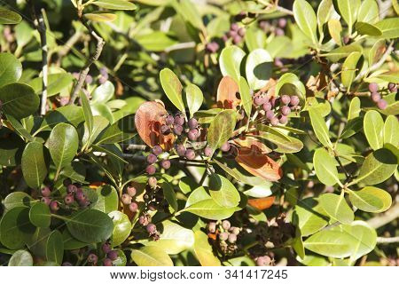 Rhaphiolepis Umbellate Branch With Pink Fruit In Daylight