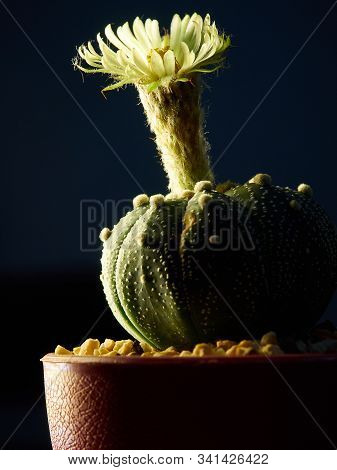 Shooting Little Cactus In The Sunshine Morning