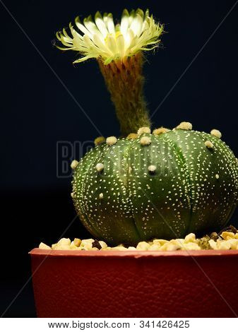 Shooting Little Cactus In The Sunshine Morning