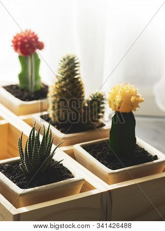 Shooting Little Cactus In The Sunshine Morning