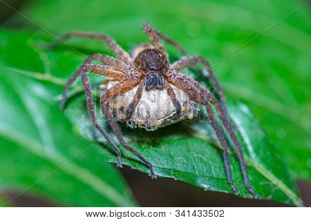 Brown Spider With Its Eggs On Green Leaf In Public Park