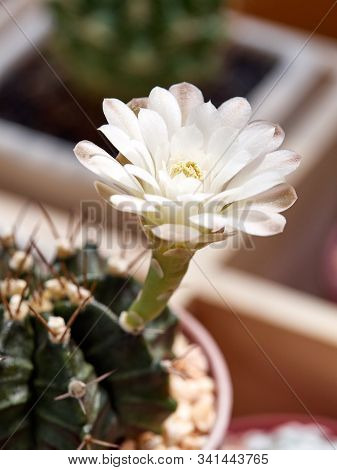 Shooting Little Cactus In The Sunshine Morning