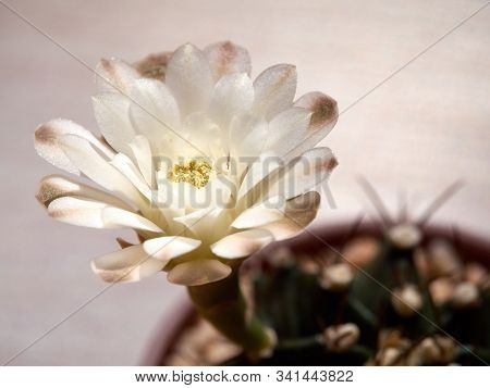 Shooting Little Cactus In The Sunshine Morning