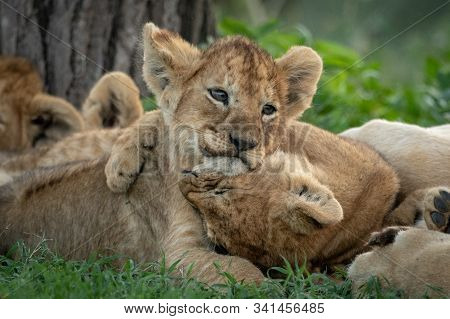Lion Cub Bites Another Lying Under Tree