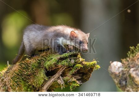 Stone Marten, Martes Foina, With Clear Green Background. Beech Marten, Detail Portrait Of Forest Ani