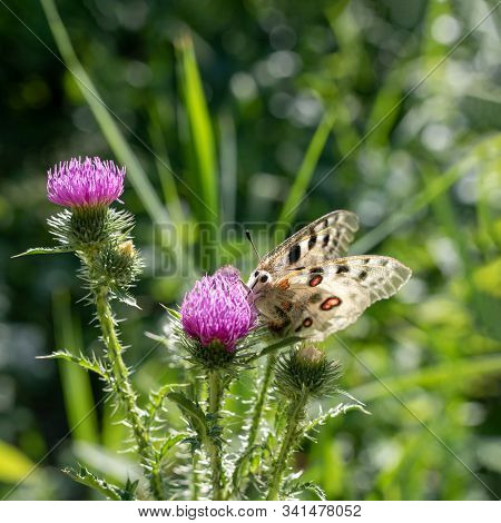 Butterfly Collecting Nectar From Fluffy Purple Thistle Flower