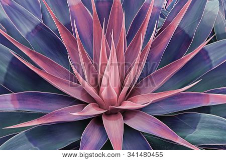 Beautifully Bloomed Agave Leaves Like Lotus Flower. Natural Floral Pattern Agave Plant Succulent Con