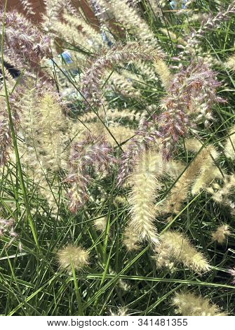 Wispy Grass Planted In A Garden