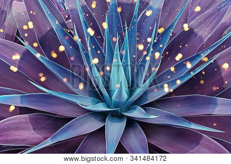 Beautifully Bloomed Agave Leaves Like Lotus Flower. Toned Floral Pattern Agave Plant Succulent Conce