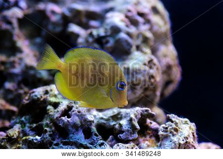 Blue Juvenile Atlantic Tang - (acanthurus Coeruleus)