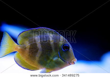 Blue Juvenile Atlantic Tang - (acanthurus Coeruleus)