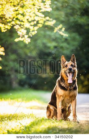 Smukke schæferhund (Alsace) udendørs, i varm aftenlys