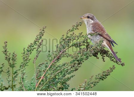 Young Red-backed Shrike Posing On Flowering Plant Spikes In Summer