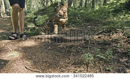 One Cat In A City Park. Bengal Wildcat Walk On The Forest In Collar. Asian Jungle Cat Or Swamp Or Re