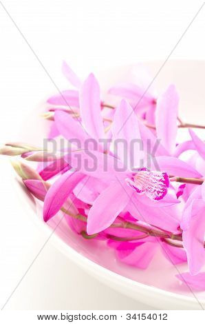 Růžová orchidej na desce