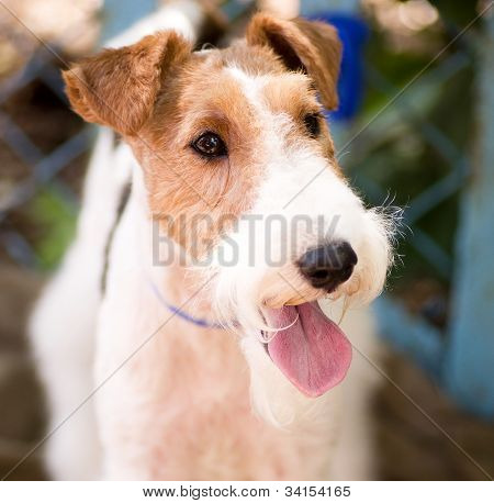สีขาวสีน้ำตาลสวยสุนัขเทร์เรียร์ Airedale กับปากใบเปิด