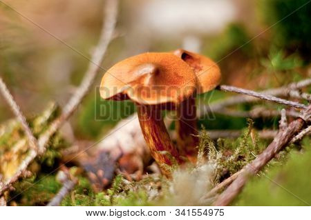 Deadly Webcap Cortinarius Rubellus Poisonous Mushroom In Forest