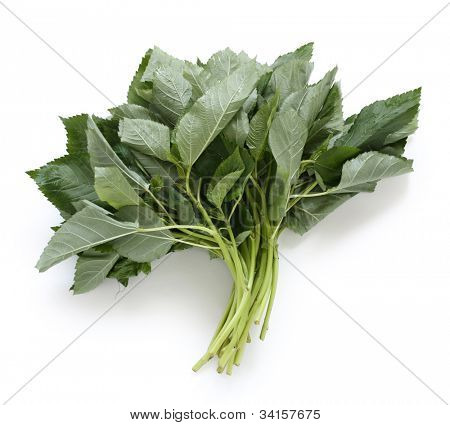 molokhia, Egyptische spinazie, blad plantaardige