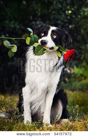 Hund Portrait mit Blumen