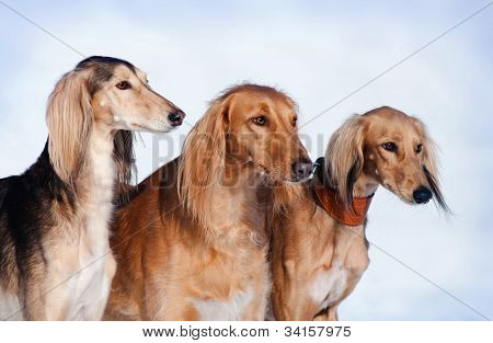 drei Hunde-PortrÃ¤t