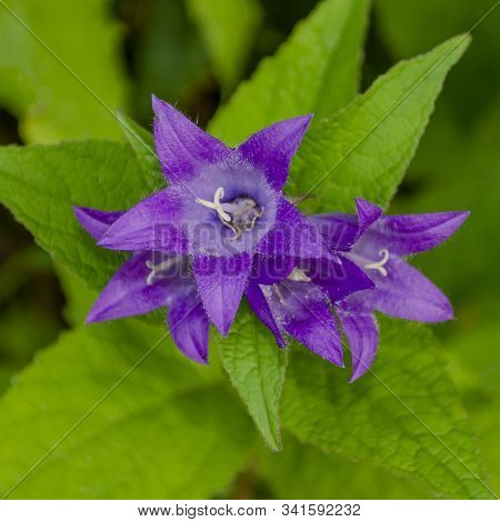 Beautiful Blue Bell, Top View. Campanula Trachelium