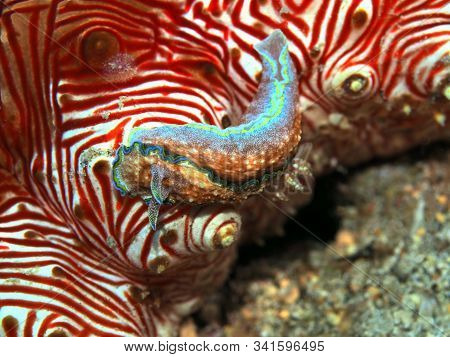 The Amazing And Mysterious Underwater World Of Indonesia, North Sulawesi, Manado, Sea Slug On Cucuma