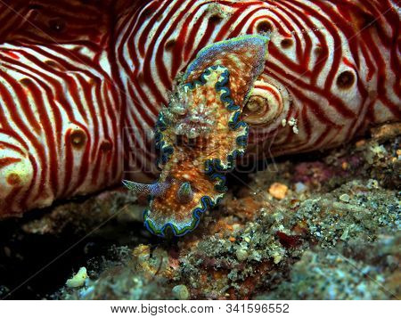 The Amazing And Mysterious Underwater World Of Indonesia, North Sulawesi, Manado, Sea Slug On Cucuma