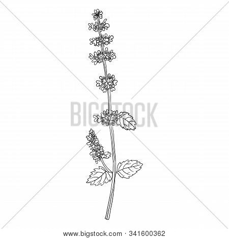 Vector Drawing Lemon Balm Flower, Hand Drawn Illustration
