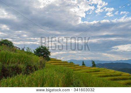 Beautiful Rice Terraces In Pa Bong Piang, The Rural Village In Chiangmai, Thailand