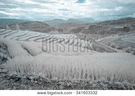 Beautiful Rice Terraces In Pa Bong Piang, The Rural Village In Chiangmai, Thailand In Infrared Photo