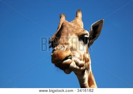 Girafa