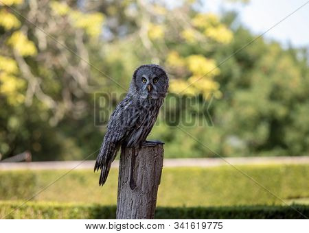 Great Grey Owl (strix Nebulosa). Night Birds Of Prey