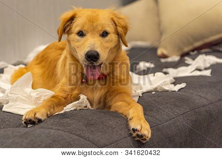 Cheerful Golden Dog Playing With A Mess Of Tissue Papers