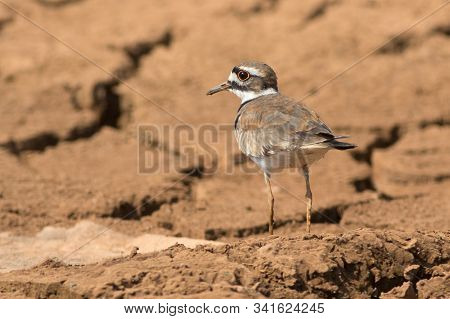 Killdeer (charadrius Vociferus) Is A Medium-sized Plover On Cracked Ground